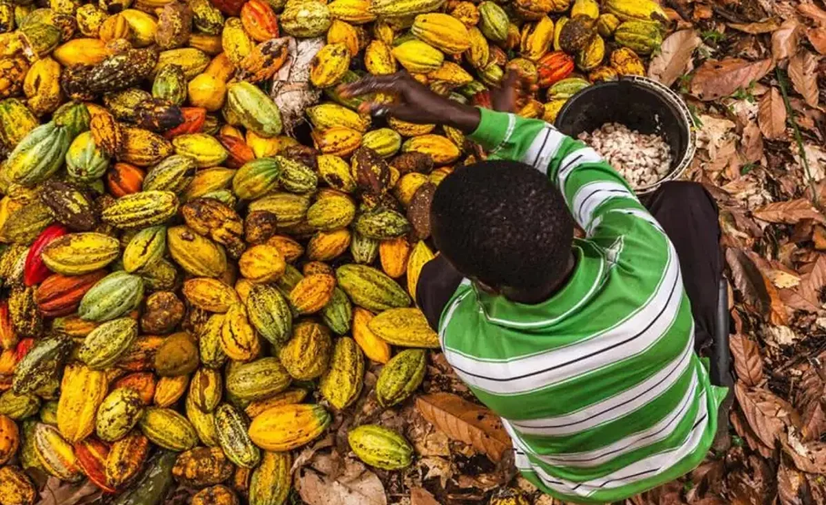 Côte d’Ivoire : bilan positif des actions contre le travail des enfants dans les plantations de cacao