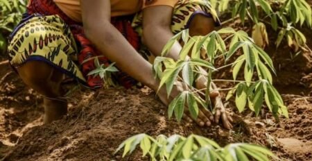 Côte d’Ivoire | Orpaillage clandestin : l’Etat accélère la restauration de ses terres et de ses ressources en eau