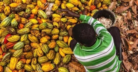 bilan positif des actions contre le travail des enfants dans les plantations de cacao