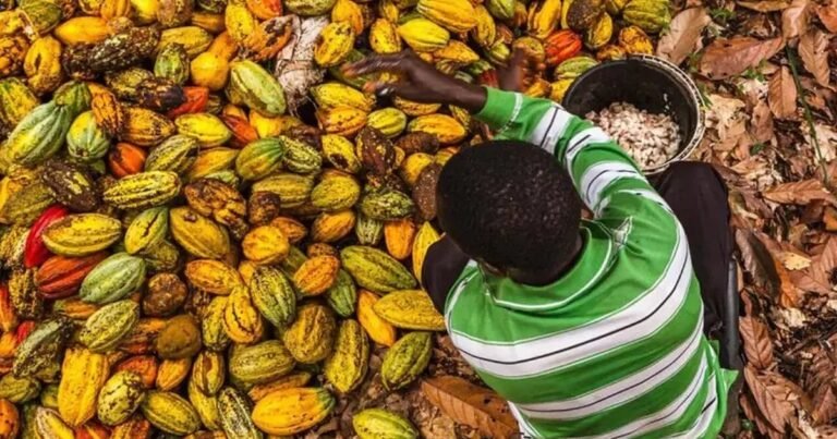 bilan positif des actions contre le travail des enfants dans les plantations de cacao